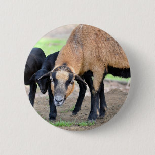 Schafe auf Kamerun mit Lämmern Button