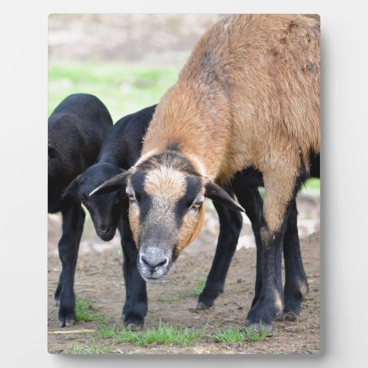 Schafe auf Kamerun mit Lämmern Fotoplatte (Vorderseite)
