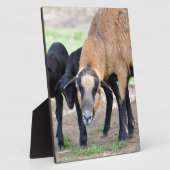 Schafe auf Kamerun mit Lämmern Fotoplatte (Seite)