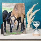 Schafe auf Kamerun mit Lämmern Fotoplatte (Seite)