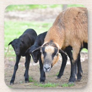 Schafe auf Kamerun mit Lämmern Getränkeuntersetzer