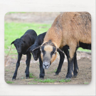 Schafe auf Kamerun mit Lämmern Mousepad