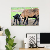 Schafe auf Kamerun mit Lämmern Poster (Heimbüro)