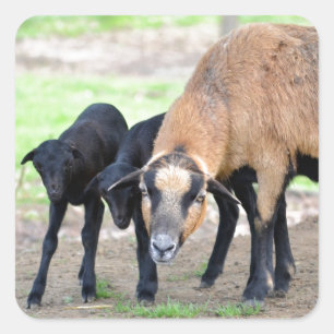 Schafe auf Kamerun mit Lämmern Quadratischer Aufkleber