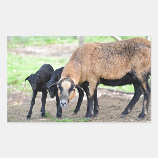 Schafe auf Kamerun mit Lämmern Rechteckiger Aufkleber (Vorderseite)