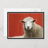 Schafe auf Rot Postkarte (Vorne/Hinten)