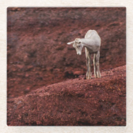 Schafe auf roten Felsen Glasuntersetzer