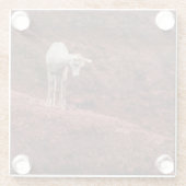 Schafe auf roten Felsen Glasuntersetzer (Rückseite)