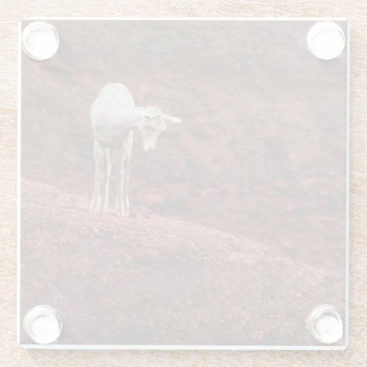 Schafe auf roten Felsen Glasuntersetzer (Rückseite)