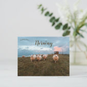 Schafe bei Sunset in JæNorwegen Postkarte (Stehend Vorderseite)