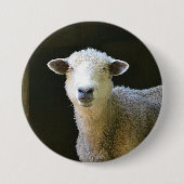 Schafe Button (Vorderseite)