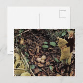 Schafe - einladungspostkarte (Vorne/Hinten)