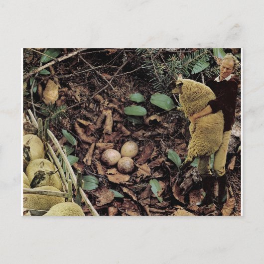 Schafe - einladungspostkarte (Vorderseite)