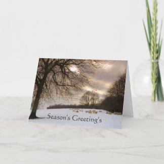 Schafe Feiertagskarte