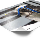 Schafe Fotodruck (Ecke)