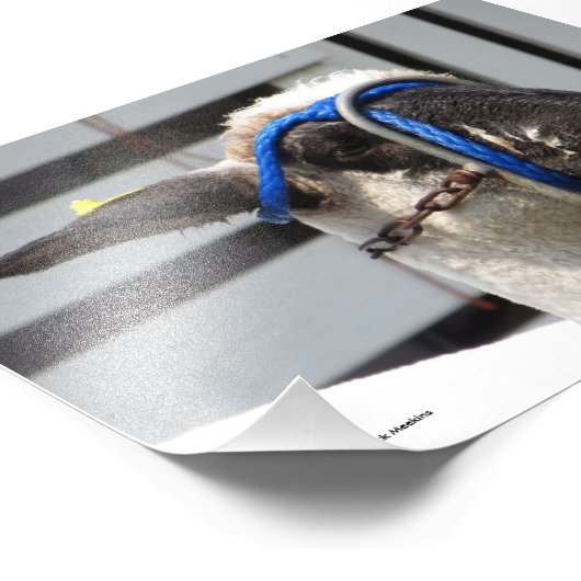 Schafe Fotodruck (Ecke)