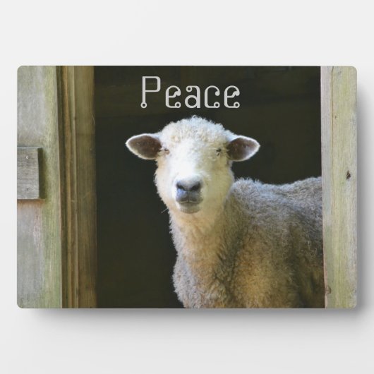 Schafe Fotoplatte (Vorderseite)