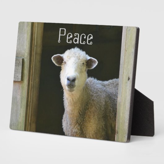 Schafe Fotoplatte (Seite)