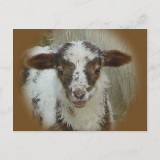 Schafe - Gepunktetes braunes Lamm Postkarte (Vorderseite)