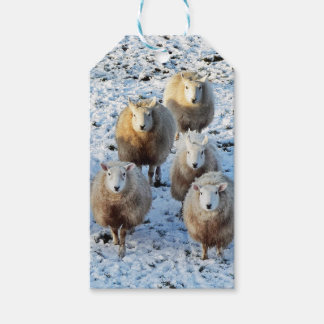Schafe Geschenkanhänger