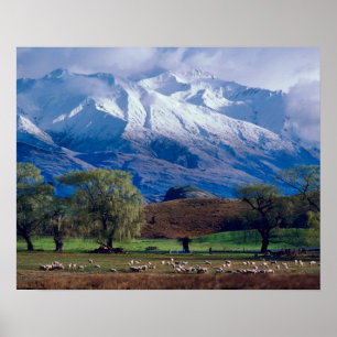 Schafe grasen unterhalb der schneebedeckten Harris Poster