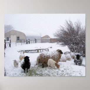 Schafe im Aprillschnee Poster