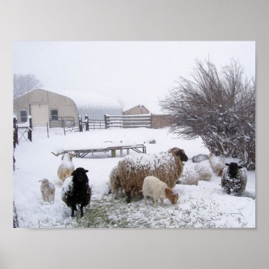 Schafe im Aprillschnee Poster (Vorne)
