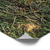 Schafe im Hochland Poster (Ecke)