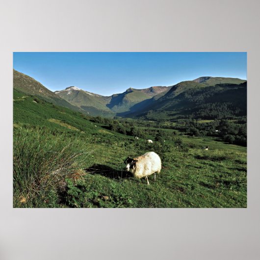 Schafe im Hochland Poster (Vorne)