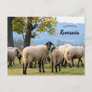 Schafe im ländlichen Rumänien Postkarte
