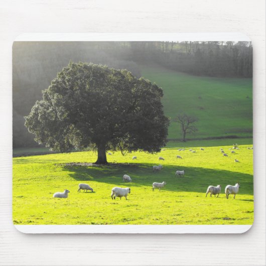 Schafe im Morgenlicht Mousepad (Vorne)
