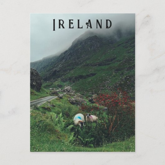Schafe im Nebel Postkarte (Vorderseite)