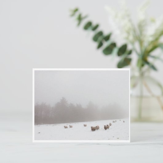 Schafe im Nebel Postkarte (Stehend Vorderseite)