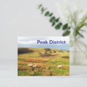 Schafe im Peak District Postkarte (Stehend Vorderseite)