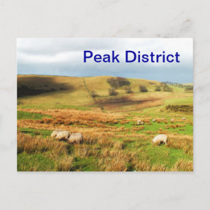 Schafe im Peak District Postkarte