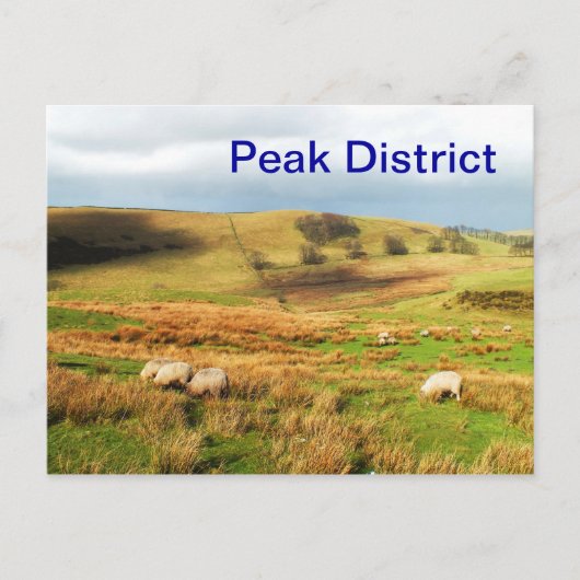 Schafe im Peak District Postkarte (Vorderseite)