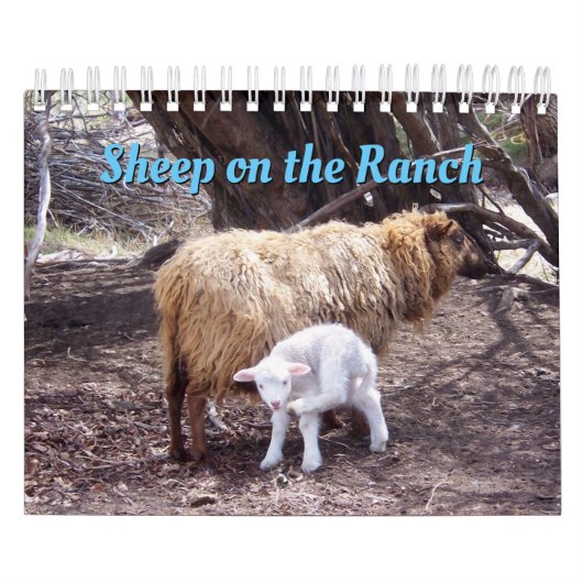Schafe im Ranch-Kalender Kalender (Titelbild)