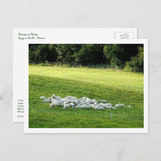 Schafe im Schlaf Postkarte (Vorne/Hinten)