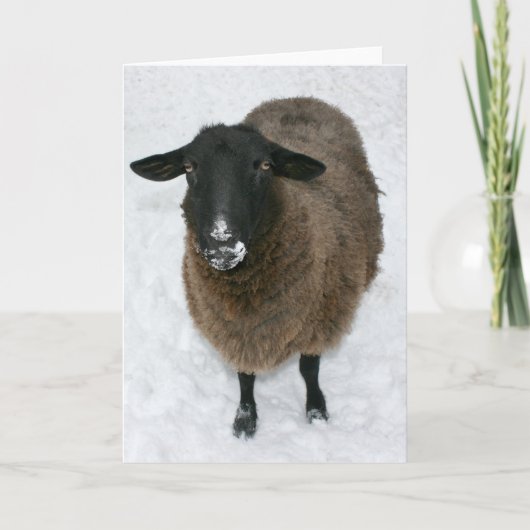 Schafe im Schnee Feiertagskarte (Vorderseite)