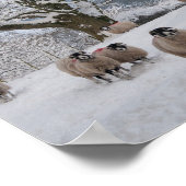 Schafe im Schnee Poster (Ecke)