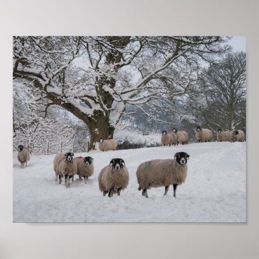 Schafe im Schnee Poster (Vorne)