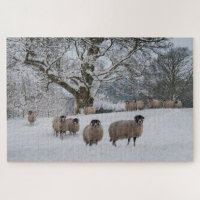 Schafe im Schnee