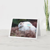 Schafe im Tal von Cwm Llan Karte (Vorderseite)