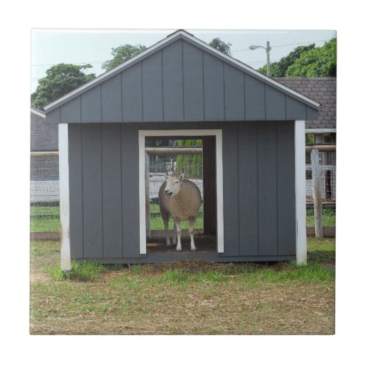 Schafe in BarnHouse Tile Fliese (Vorderseite)