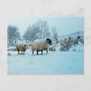 Schafe in der Schneewinterlandschaft Acryl-Puzzlet Postkarte
