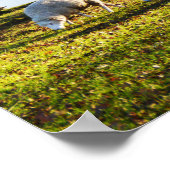 Schafe in der Wintersonne Poster (Ecke)