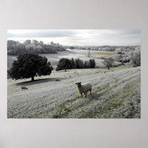 Schafe in einem frostigen Tal Poster