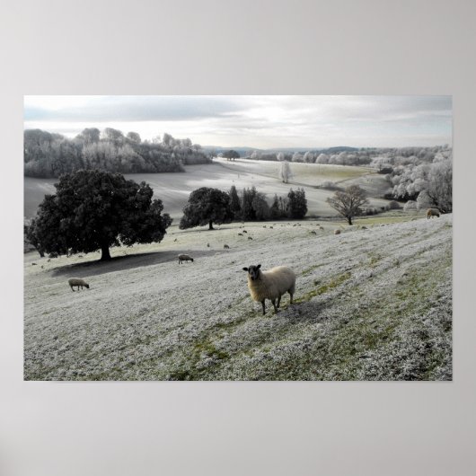 Schafe in einem frostigen Tal Poster (Vorne)