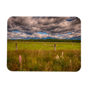 Schafe in Fiordland, Te Anau, Neuseeland Magnet