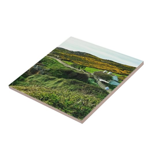 Schafe in Irland Fliese (Seite)